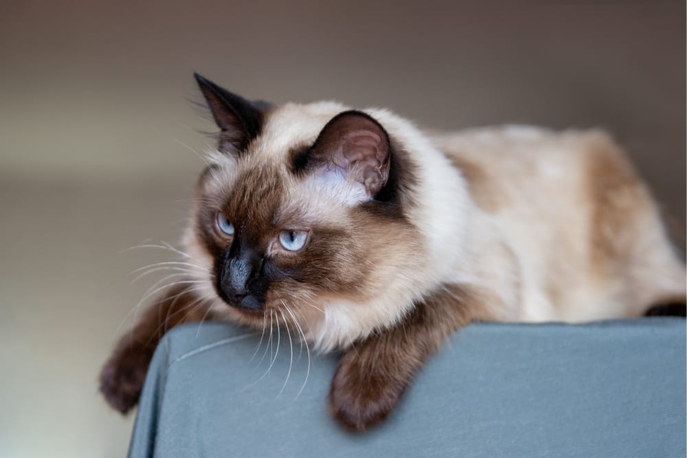 Balinese Cat, Family Friends Veterinary Hospital