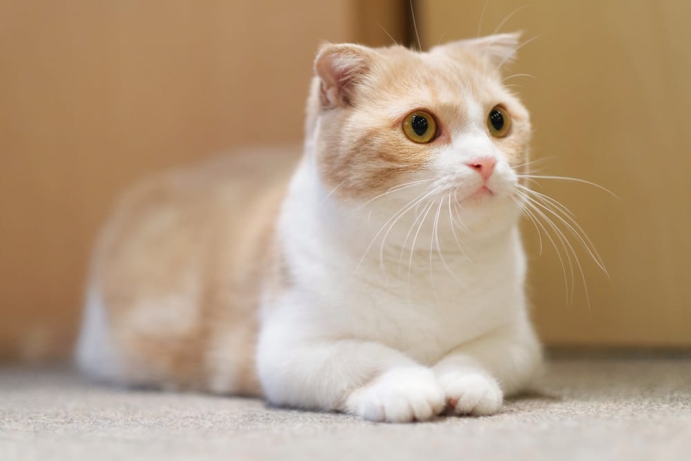 Munchkin Cat, Family Friends Veterinary Hospital