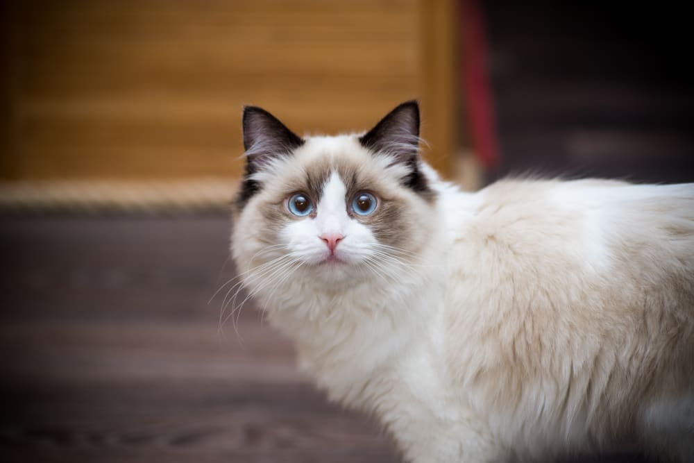 Ragdoll Cat, Family Friends Veterinary Hospital