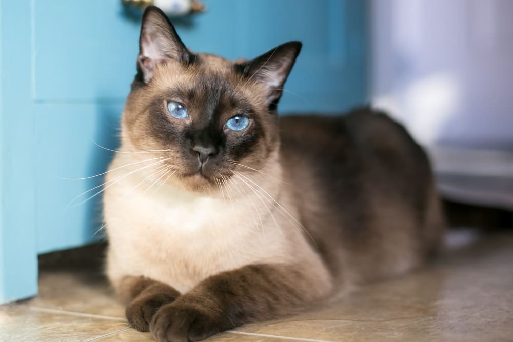 Siamese Cat, Family Friends Veterinary Hospital