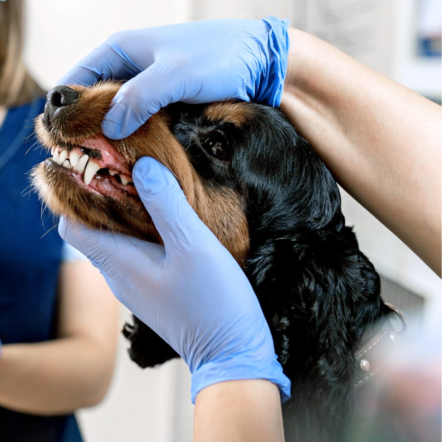 Veterinary Dentistry in Citrus Heights
