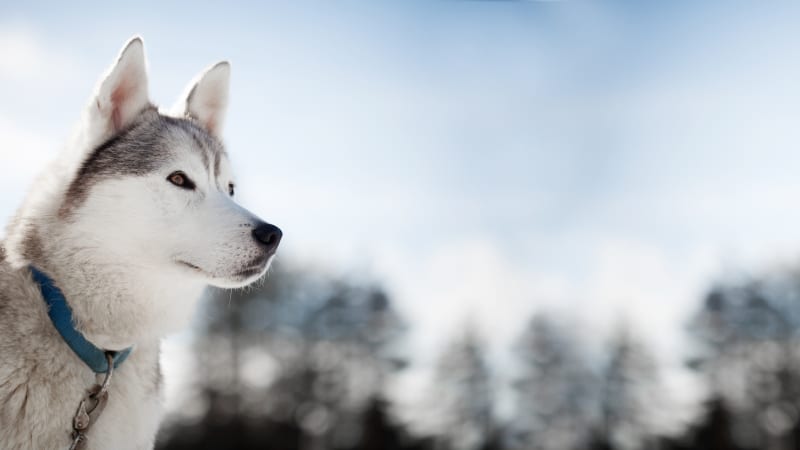 Family Friends Veterinary Hospital | Citrus Heights Vet