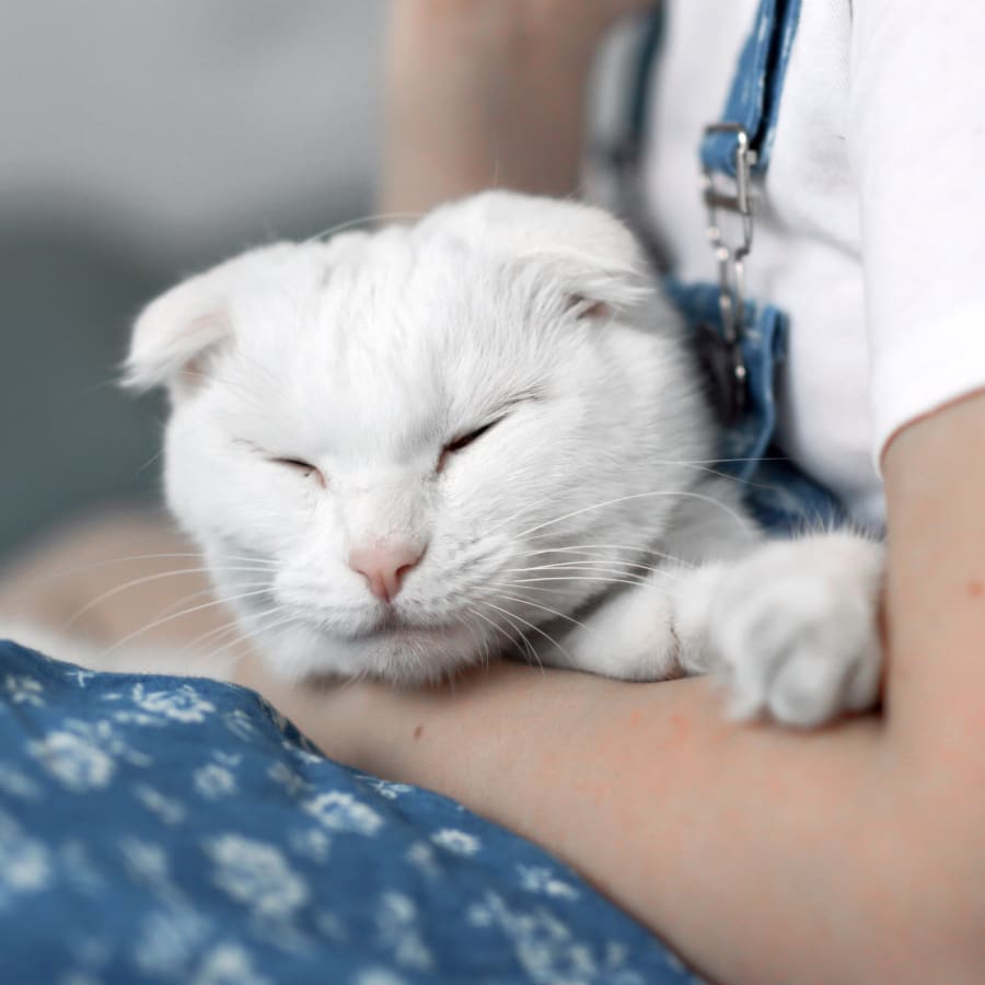 Cat is sleeping after a pet surgery in Citrus Heights